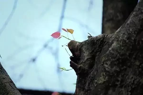 ����Ϊϰ��δ����������������