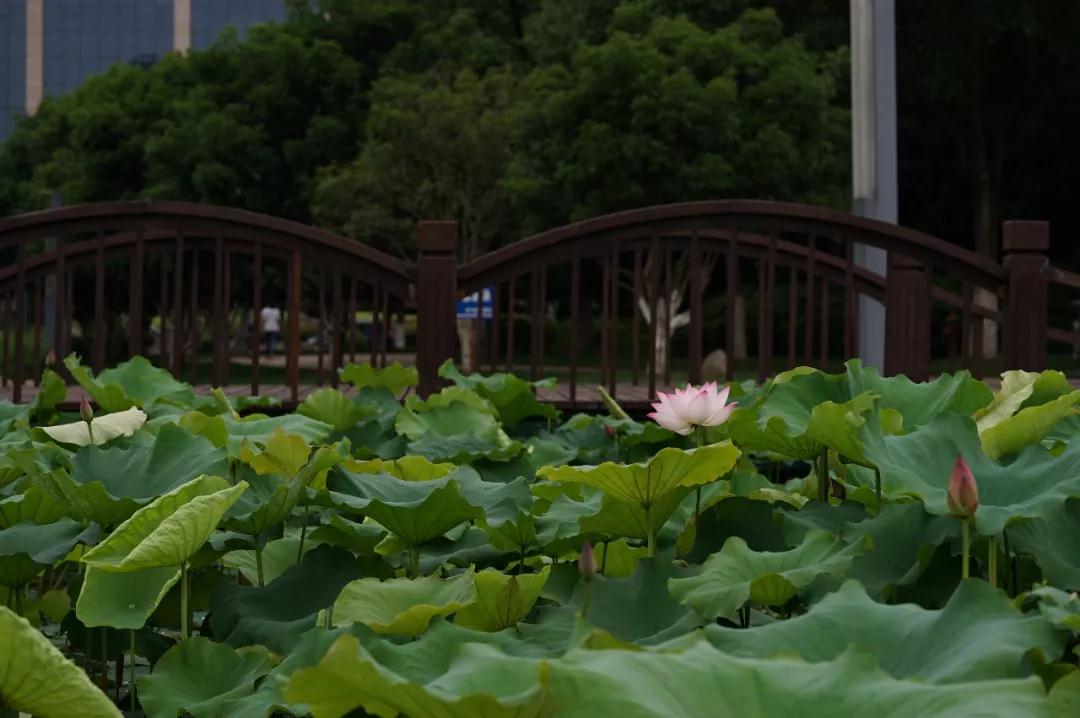 ���շ�ʦ�����ǵ��ľ���һ������