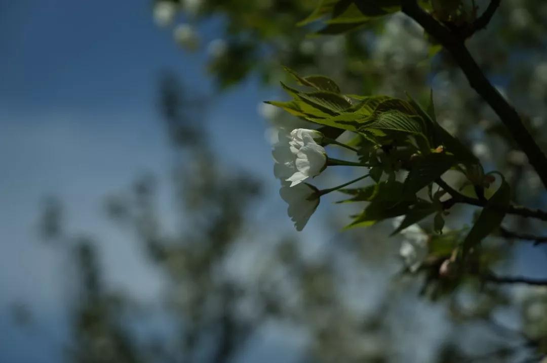 Ϊ���˵һ�����޶���ĸ�ɮ�Ĺ��¡���