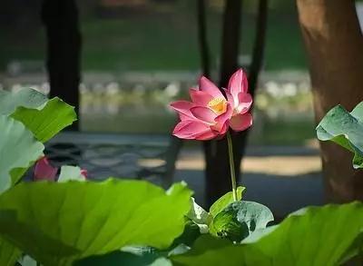 ӡ�ⷨʦ�������仰������һ�н䷨����������