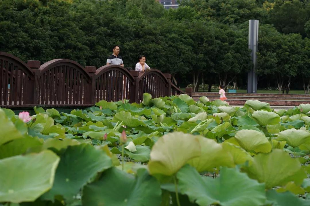 在家的净业修行人,应把握哪种心态? 在家的净业修行人,应把握哪种心态?