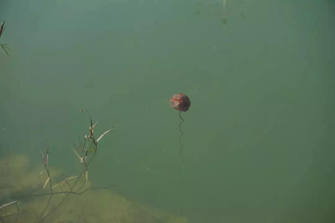 ѧ��Ҫ��˼����_|_�ǻ۲���ƾ�ն���