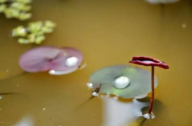 ������������Ȼ����