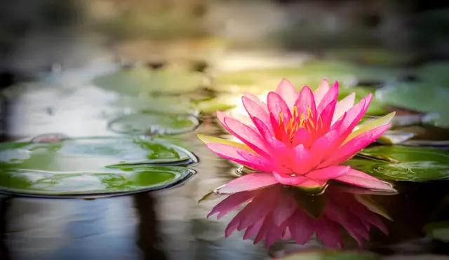 念佛功夫的四个阶段 念佛功夫的四个阶段