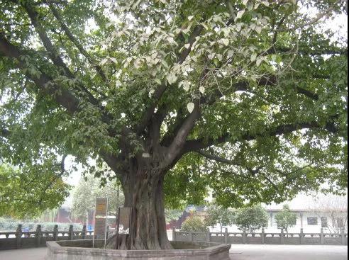 �����ǽ���ʯ���ߵĽ������Ǻ���Ե��Ϊһ��������ɮ��