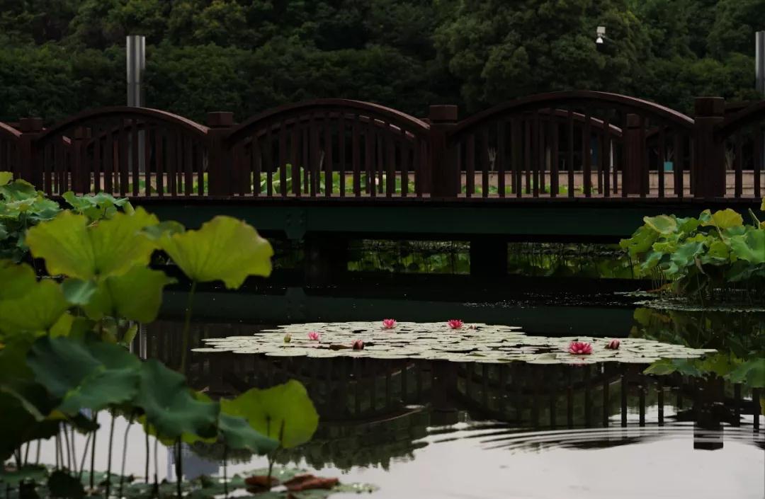 ӡ�ⷨʦ��������͵�ģ������׼�������Ŀ