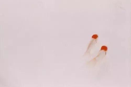 �ǻ۲�ʩ���ջ��Ƹ�