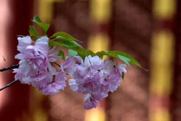 Т����ĸΪ����֮��