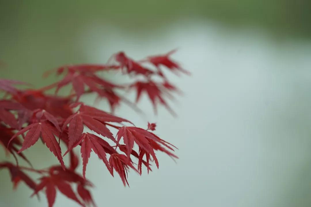 ӡ�ⷨʦ����Ѫ�Ժ��ӣ���ʥ�ͷ���֮��������