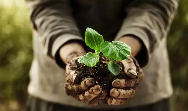 ��Ȼֲ��Ҳ��������Ϊ�γ��ز���ɱ����