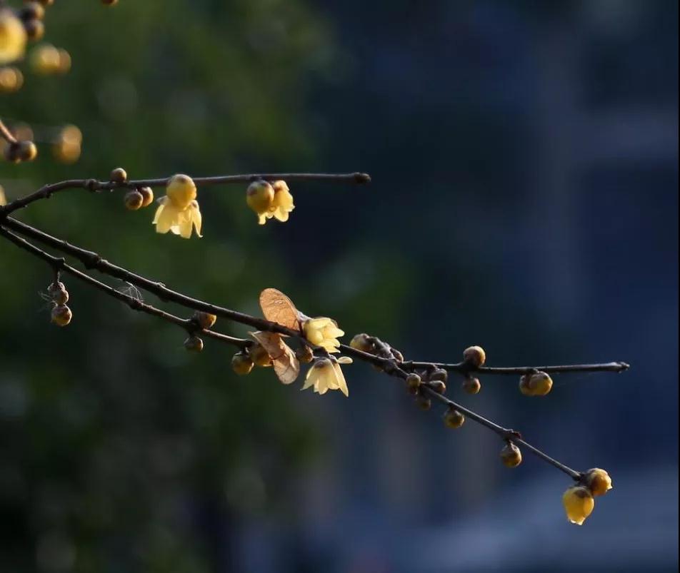 印光法师:学佛之人,先从知因果、慎独上下手。 印光法师:学佛之人,先从知因果、慎独上下手。