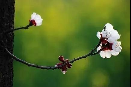 ��ʫ��ʮ�ף�ÿһ�׶����������ڵĴ��ǻ�