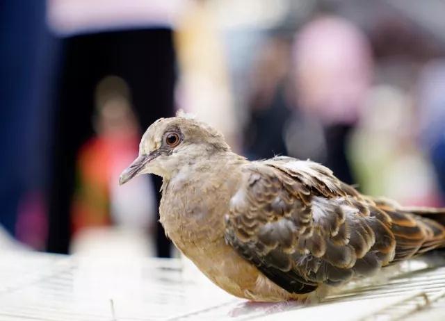 ������Щ���飬�����÷����Ĺ����������Բ������