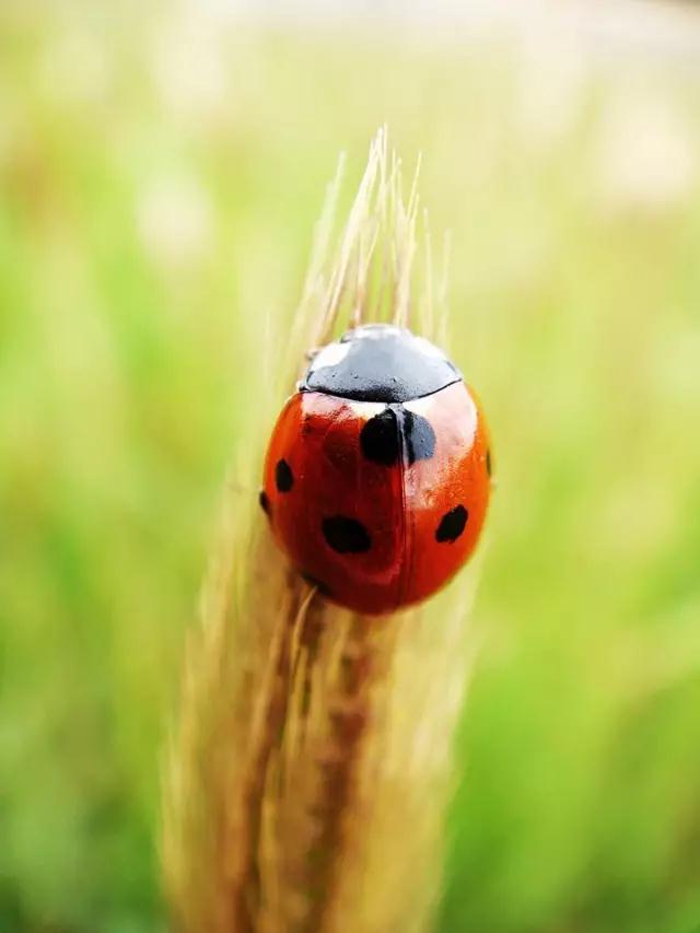 ӡ�ⷨʦ�������ɱ��