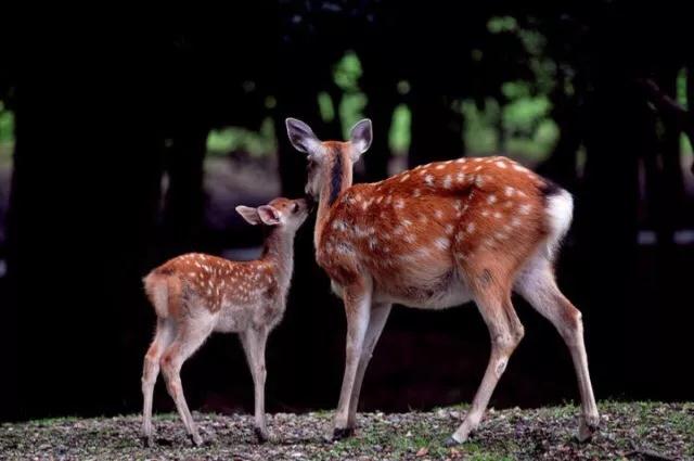 �����Ķ��������ˣ����߳��˱�Ķ�����ǻ���ɱҵ��