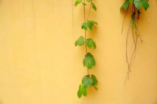 �������ĵ��ǻ�