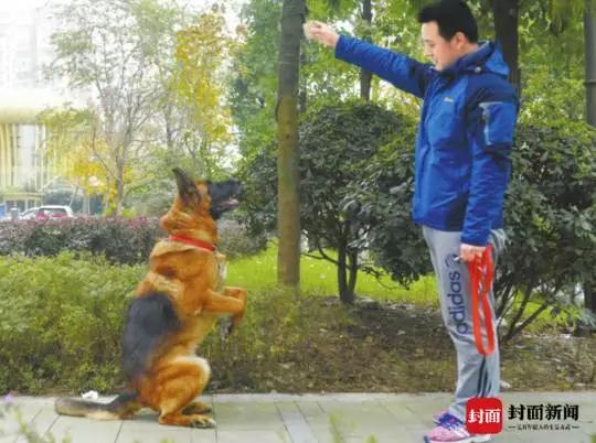 它在汶川地震中救出15人,退休后战友带它回家养老 它在汶川地震中救出15人,退休后战友带它回家养老