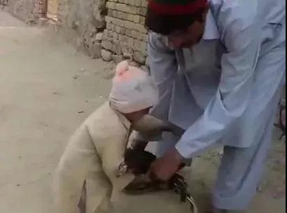 三岁小孩下跪求父亲不要杀生,感动千万网友! 三岁小孩下跪求父亲不要杀生,感动千万网友!