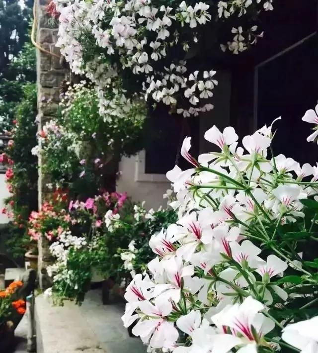 中国最文艺比丘尼道场_|_一花一木、一砖一瓦,语默动静体自然,…… 中国最文艺比丘尼道场_|_一花一木、一砖一瓦,语默动静体自然,……