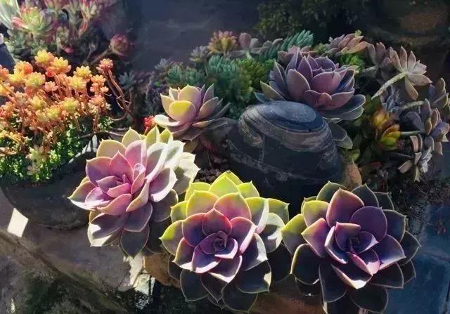 中国最文艺比丘尼道场_|_一花一木、一砖一瓦,语默动静体自然,…… 中国最文艺比丘尼道场_|_一花一木、一砖一瓦,语默动静体自然,……