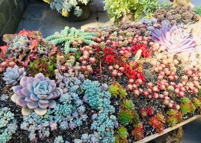 中国最文艺比丘尼道场_|_一花一木、一砖一瓦,语默动静体自然,…… 中国最文艺比丘尼道场_|_一花一木、一砖一瓦,语默动静体自然,……