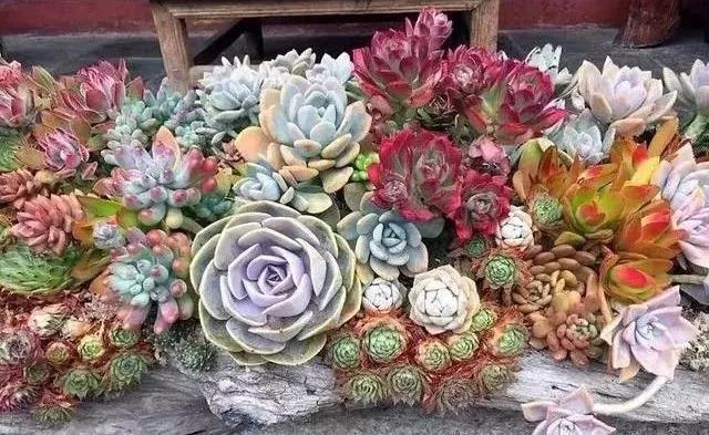 中国最文艺比丘尼道场_|_一花一木、一砖一瓦,语默动静体自然,…… 中国最文艺比丘尼道场_|_一花一木、一砖一瓦,语默动静体自然,……