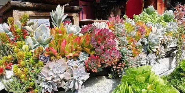 中国最文艺比丘尼道场_|_一花一木、一砖一瓦,语默动静体自然,…… 中国最文艺比丘尼道场_|_一花一木、一砖一瓦,语默动静体自然,……