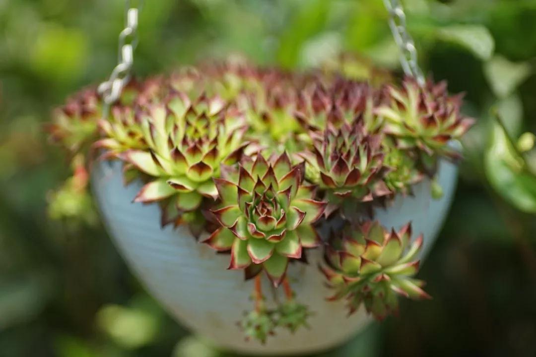 中国最文艺比丘尼道场_|_一花一木、一砖一瓦,语默动静体自然,…… 中国最文艺比丘尼道场_|_一花一木、一砖一瓦,语默动静体自然,……