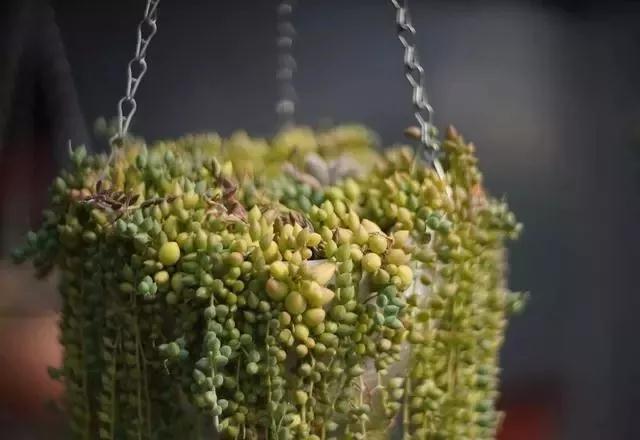 中国最文艺比丘尼道场_|_一花一木、一砖一瓦,语默动静体自然,…… 中国最文艺比丘尼道场_|_一花一木、一砖一瓦,语默动静体自然,……