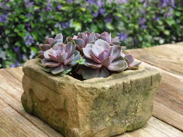 中国最文艺比丘尼道场_|_一花一木、一砖一瓦,语默动静体自然,…… 中国最文艺比丘尼道场_|_一花一木、一砖一瓦,语默动静体自然,……