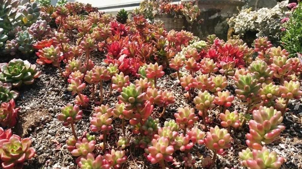 中国最文艺比丘尼道场_|_一花一木、一砖一瓦,语默动静体自然,…… 中国最文艺比丘尼道场_|_一花一木、一砖一瓦,语默动静体自然,……