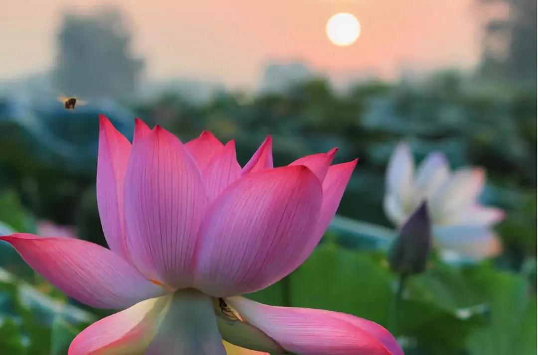 修学净土要发什么愿?不能发什么愿? 修学净土要发什么愿?不能发什么愿?