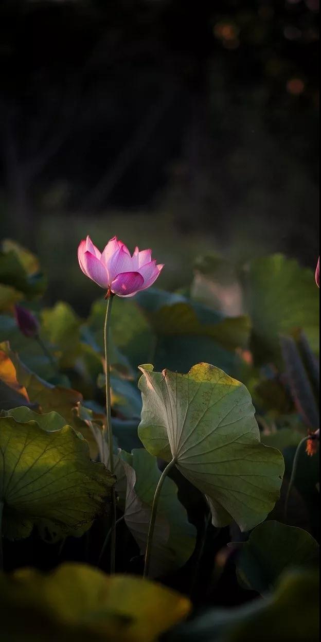 ӡ�ⷨʦ�����ֻ������һ���������ܵ�����