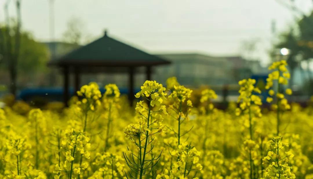 次第_|_学佛人在发心过程中的误区,不要落入凡夫心 次第_|_学佛人在发心过程中的误区,不要落入凡夫心