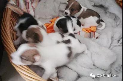 �βγ��Ͻ������ֻ�ʵ������ŮͶ̥�乷�������˸���