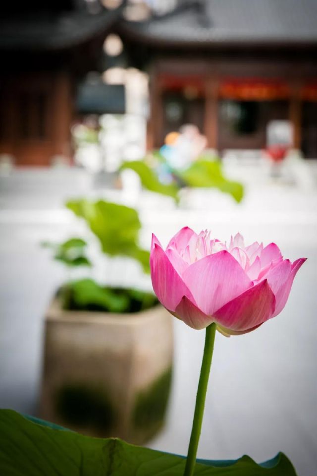 �����Ͻ��ڰ�ѧ��ʮ����������Ũ�����ˡ����仰��