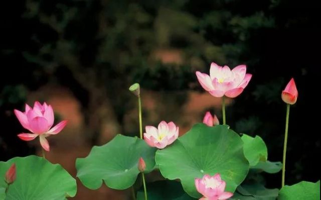 ӡ�ⷨʦ���Ĺ�Ǩ�ƣ���������