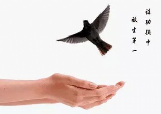 “神奇小鸟双双至”,海涛法师讲述放生护生的神奇经历 “神奇小鸟双双至”,海涛法师讲述放生护生的神奇经历