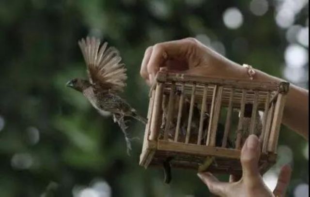 “神奇小鸟双双至”,海涛法师讲述放生护生的神奇经历 “神奇小鸟双双至”,海涛法师讲述放生护生的神奇经历