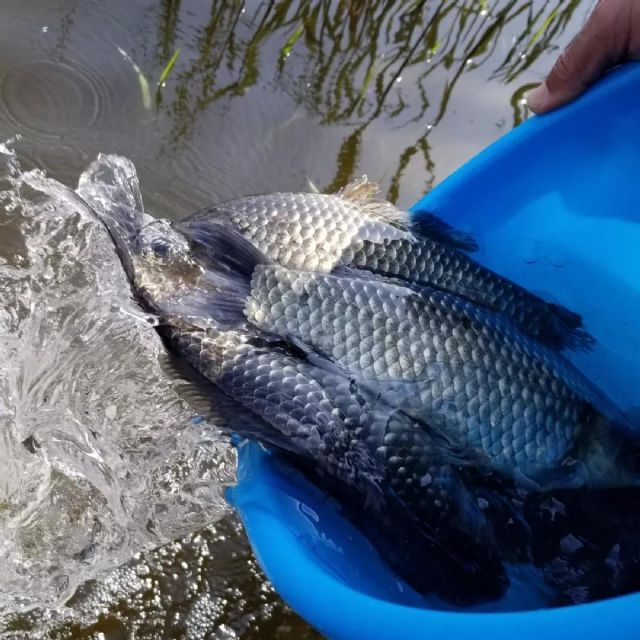 “神奇小鸟双双至”,海涛法师讲述放生护生的神奇经历 “神奇小鸟双双至”,海涛法师讲述放生护生的神奇经历
