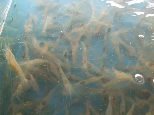 �������飺��Ϻз�����������