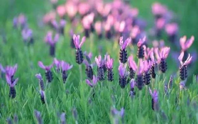 ӡ�ⷨʦ��аɫ����̰������ͬ�ӣ��಻��̰