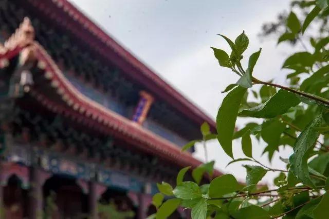 有人障碍我们念佛,还应该顺从吗? 有人障碍我们念佛,还应该顺从吗?