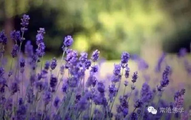 ��˵Ԥ����Զ�����ѵ��������������