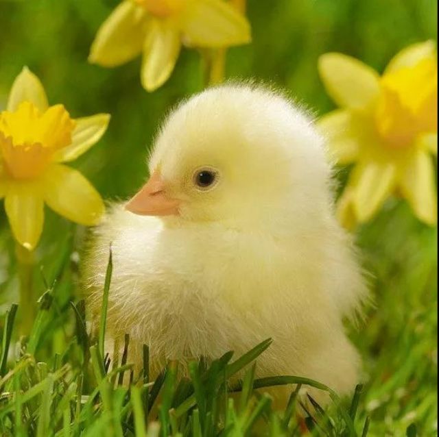 ӡ�ⷨʦ������£�������ʳ������������