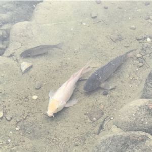 积福慧启建戊戌年第九期放生法会!随喜参加! 积福慧启建戊戌年第九期放生法会!随喜参加!