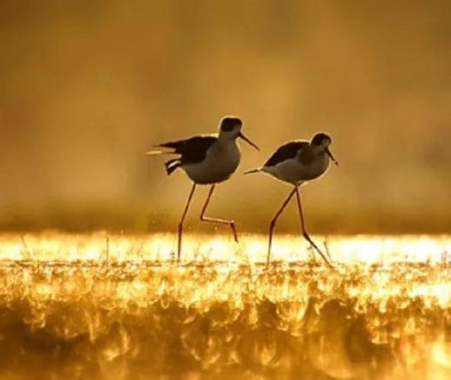 为什么说诸功德中放生第一? 为什么说诸功德中放生第一?