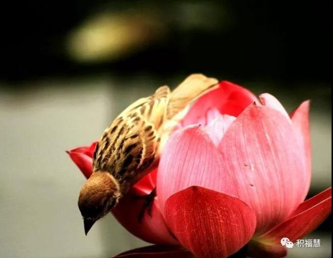 放生是灾难时期最好的救护 放生是灾难时期最好的救护