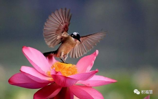 放生是灾难时期最好的救护 放生是灾难时期最好的救护