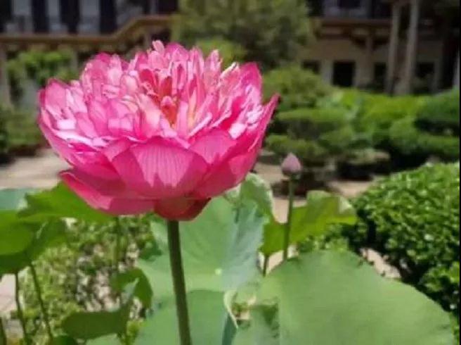 这样念佛求往生,绝不可能往生 这样念佛求往生,绝不可能往生